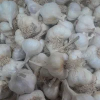 سیر محلی