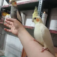 عروس هلندی جفت نر و ماده