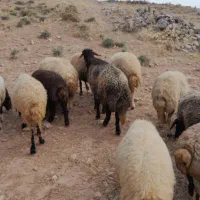 ورن افشاری یک سال و میش شک نزاییده