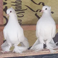 یکجفت کفتر دم چتری