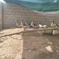 فروش غاز