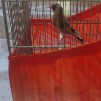 سهره ماده آماده