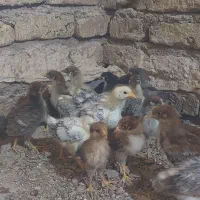 جوجه گلپایگانی