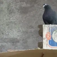 سیاه کاکلی