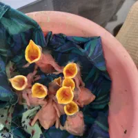 جوجه مینا گوشتی کوچک