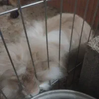 خرگوش