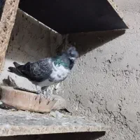کبوتر گمشده