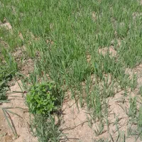 تره جعفری  بادیان