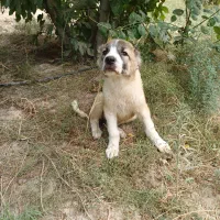 توله سگ ترکمن