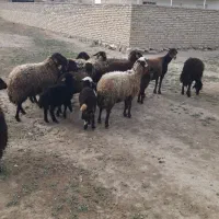 میش‌وبره.گوسفند.بره.میش.