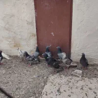 کبوتر پلاکی جفت ب جفت