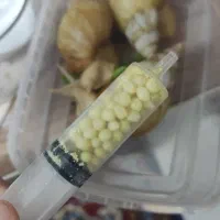 راز زیبایی کره‌ای ها اینبار در کاشمر