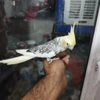 عروس هلندی سخنگو و دستی وقناری