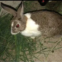 خرگوش ماده
