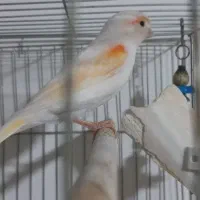 قناری موزاییکی