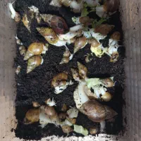 تعداد زیادی حلزون کلاژن ساز