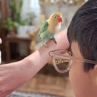 طوطی برزیلی پاربلو دستی نر