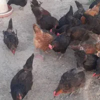 سلام  مرغ خانگی