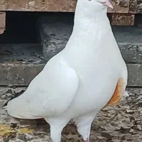 کبوتر پرشی