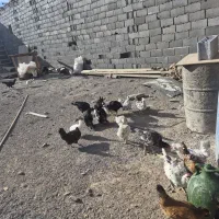 مرغ گلین تخم مرغ نطفه دار