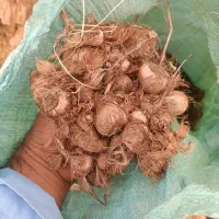 خرید و فروش پیاز زعفران