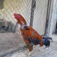 خروس لاری ترک افغان