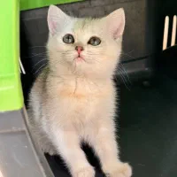 بریتیش سیلور چینچیلا ns11