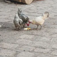 مینیاتوری