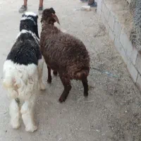 بره نره ۲۰ تا ۲۵ کیلو