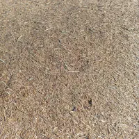 کاه قارادنه(سیاه دانه)