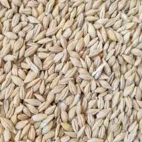 فروش جو دیم بومی ویونجه پرس