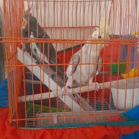 دو جفت عروس هلندی که نر هاش صبحت میکنن