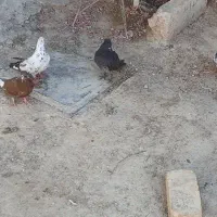 کفتر