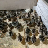 جوجه بوقلمون