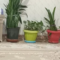 گل و گیاه