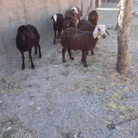 ۸رآس بره ماده افشاری