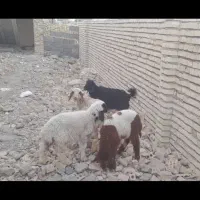 بره نر وماده گوسفند بز