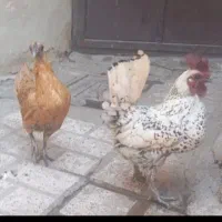مرغ وخروس سیبرایت