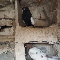 کبوتر زاغ آبادانی