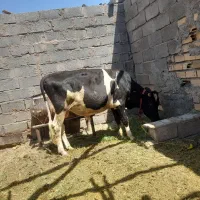 سلام خدمت دوستان یک عدد جلب چاق