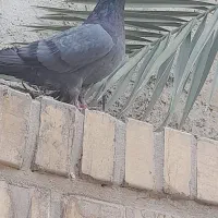 کله سبز شادگان