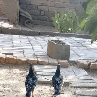 کبوتر مگس