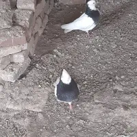 طوقی سیاه نر و ماده