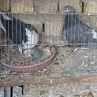 جفت زره ای با یک جوجه