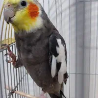 عروس هلندی