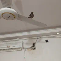 مرغ مینا