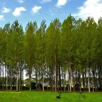 زمین مسکونی سند دار