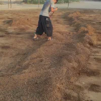 خریدار کودحیوانی هستم