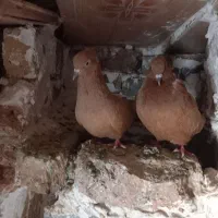 یه رنگ و کله زرد