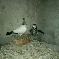 جوجه کبوتر پاکستانی ساعت سنگین